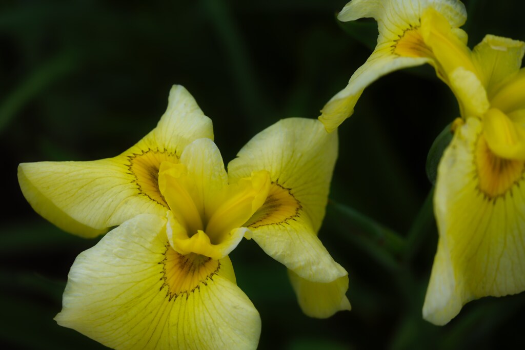 菖蒲