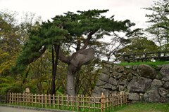 鶴の松　アイグロマツ　広前市古木名木