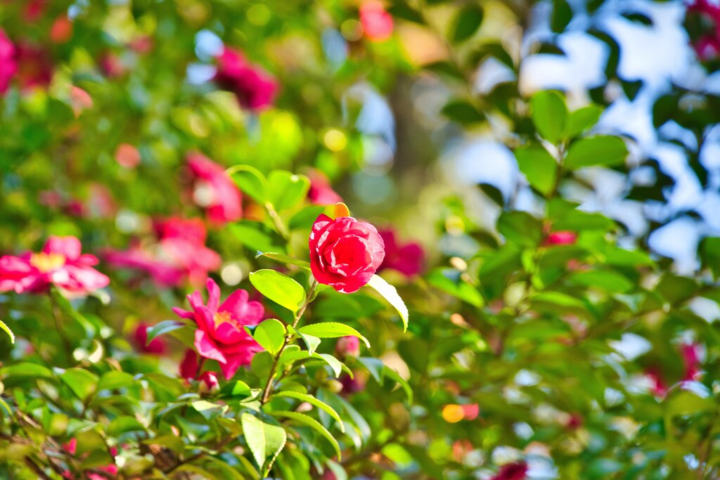 冬麗（ふゆうらら）