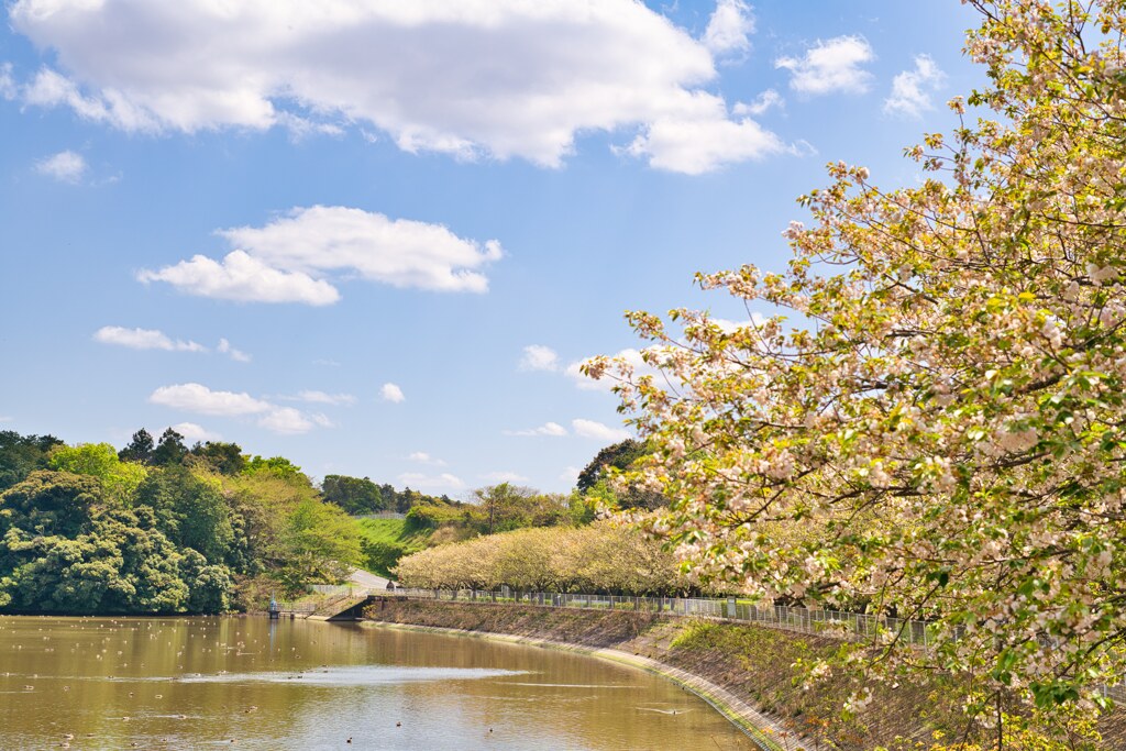 湖畔の桜