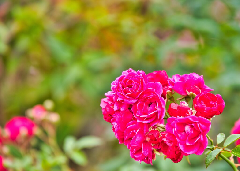 薔薇の種類は2万種