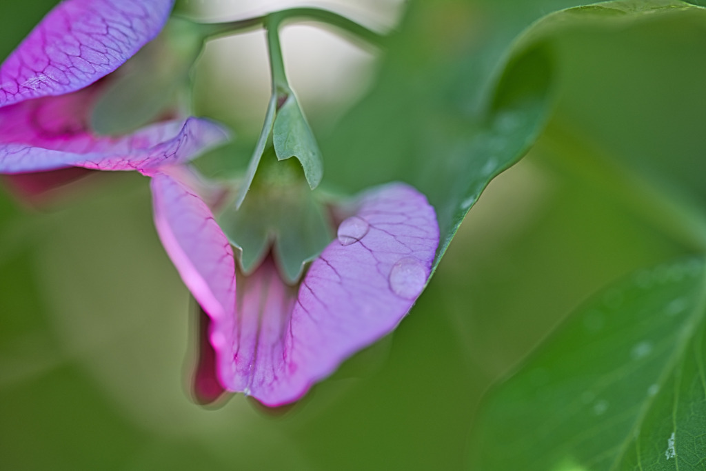 紫の花☆