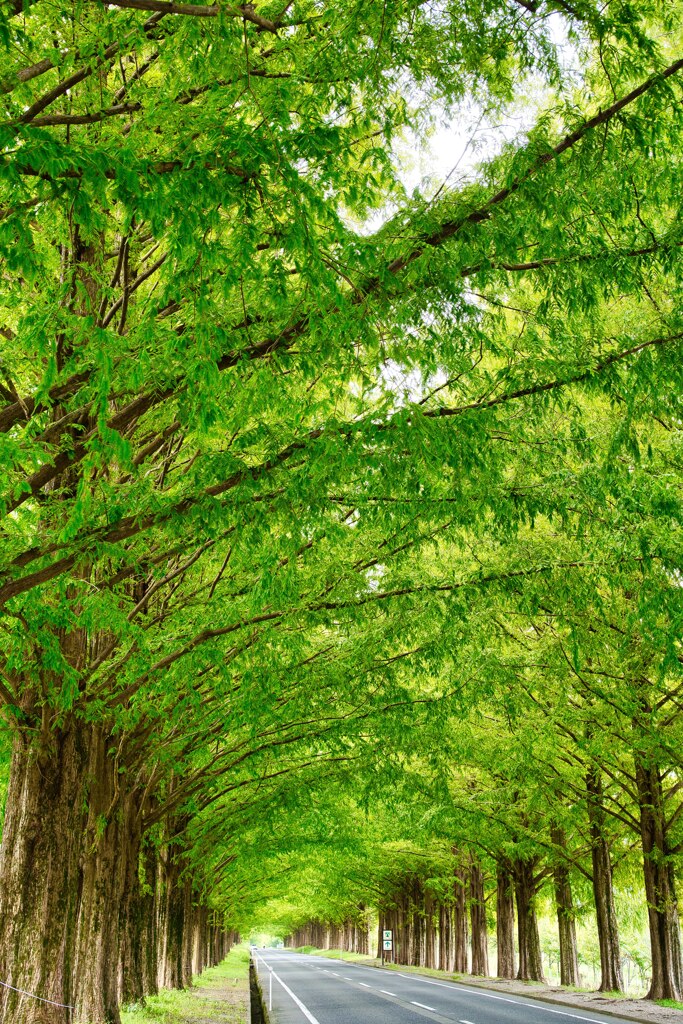 メタセコイヤ並木