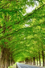 メタセコイヤ並木