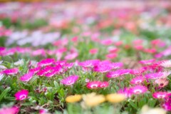 花盛り