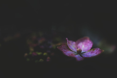 ひとつ☆