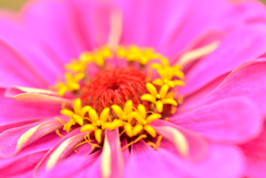 花の中に花？