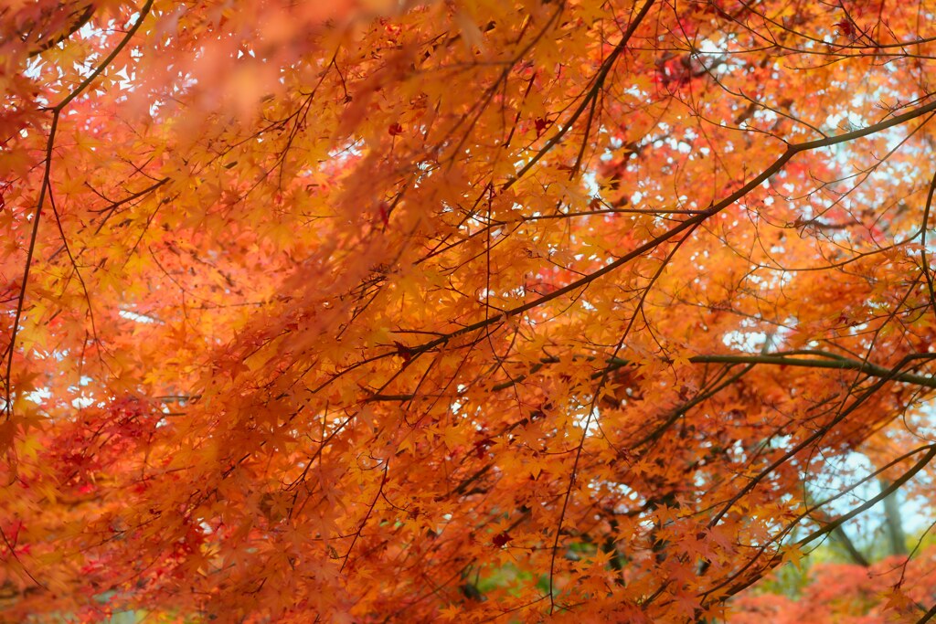 orange