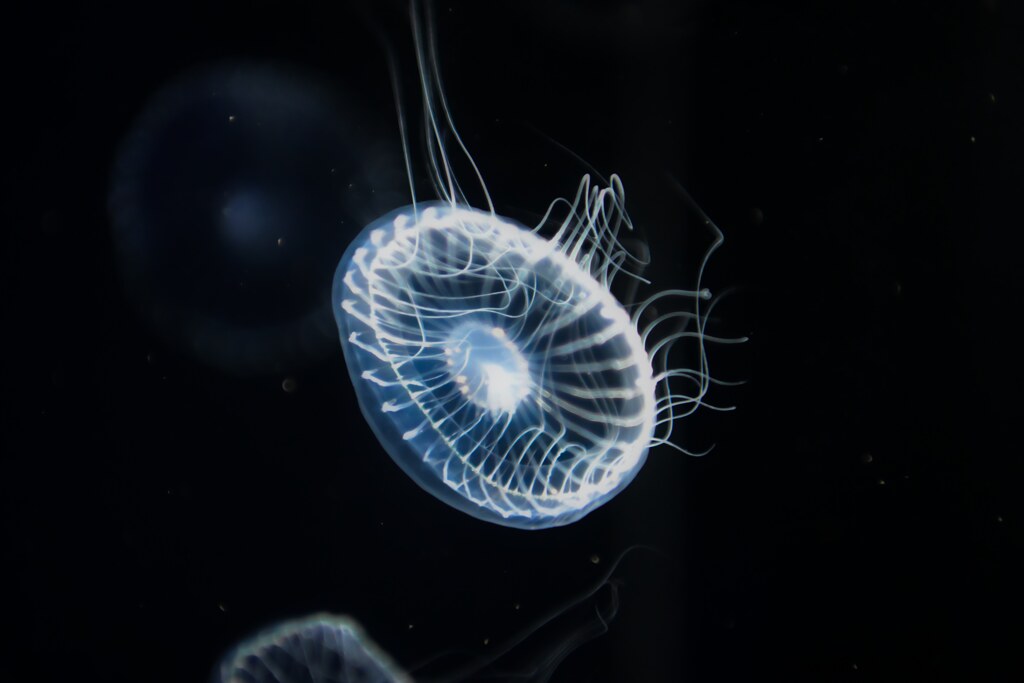 海月