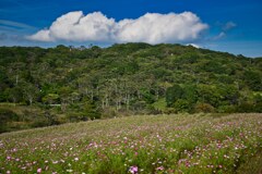 山間の秋桜