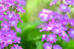 向こうの花へ