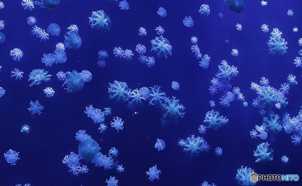长隆海洋王国