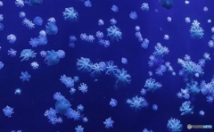长隆海洋王国