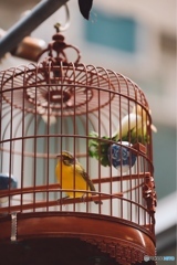 籠の小鳥