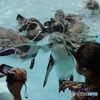 ペンギンホテル
