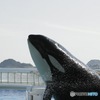 killer whale