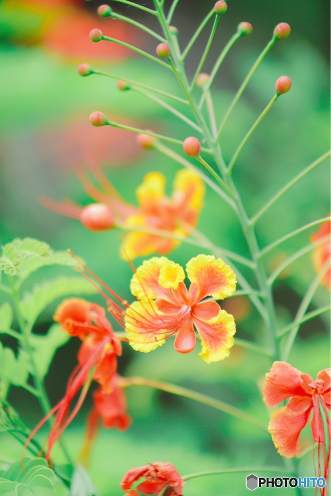 花