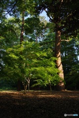 5月の緑
