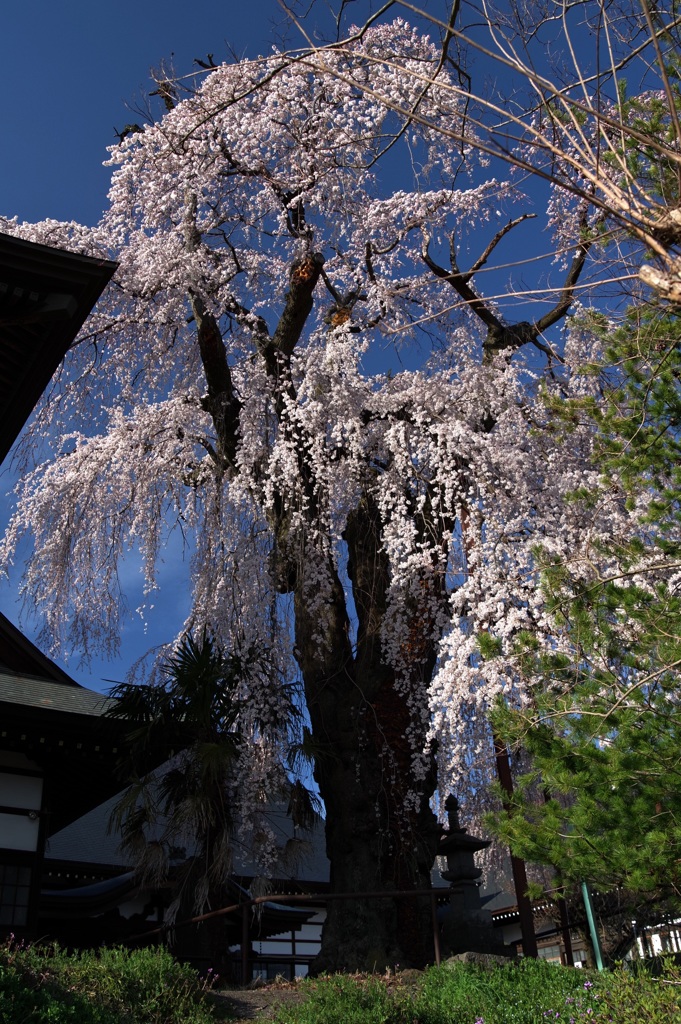 しだれ桜