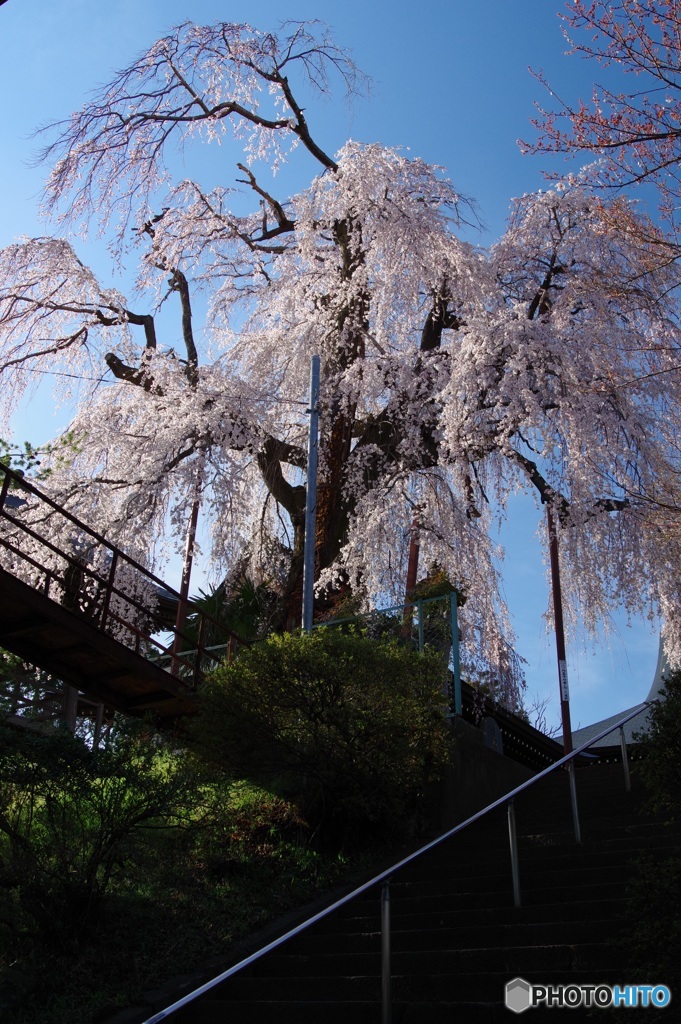階段下からしだれ桜