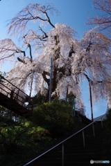 階段下からしだれ桜