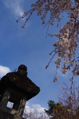 しだれ桜2