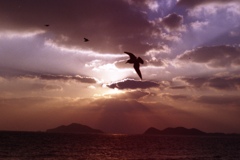 海鳥も帰る
