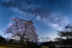 醍醐桜と天の川