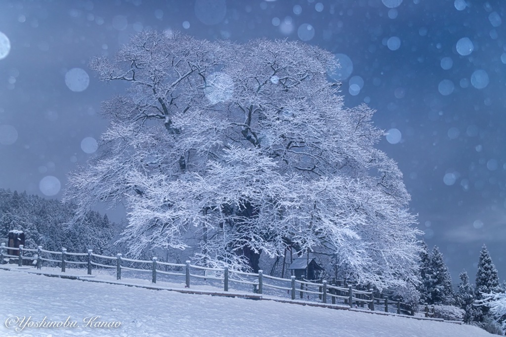雪の華
