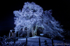 樹齢千年の雪の華