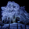 樹齢千年の雪の華