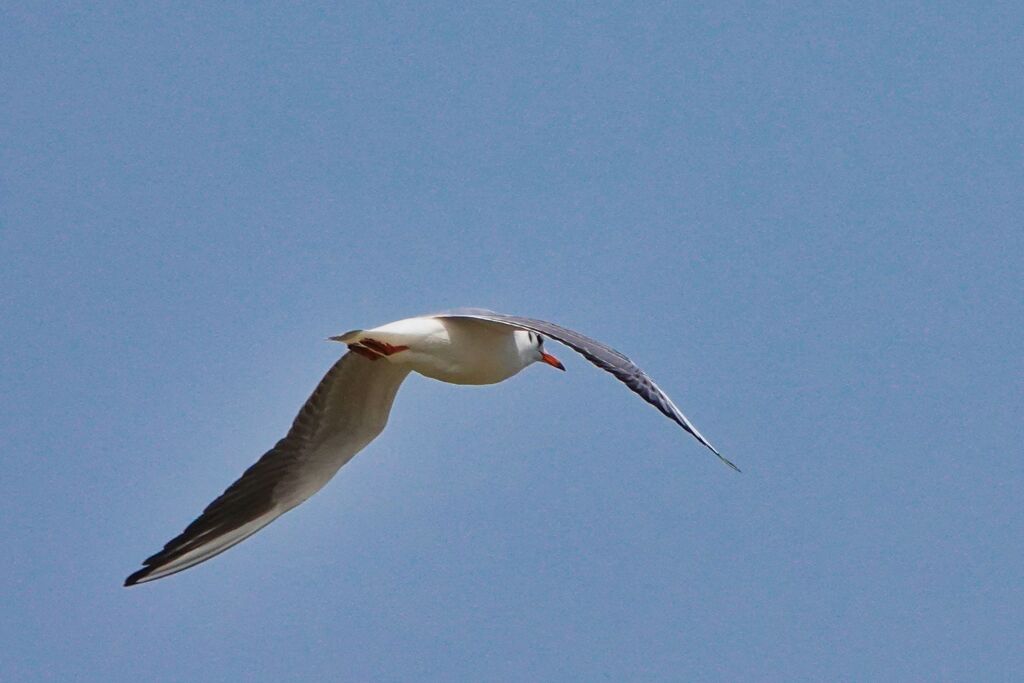 飛ぶ鳥を撮す（カモメ）