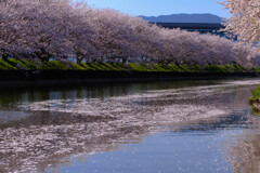 桜の天の川