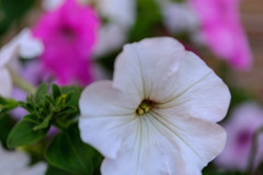 近所の花でレッスン5