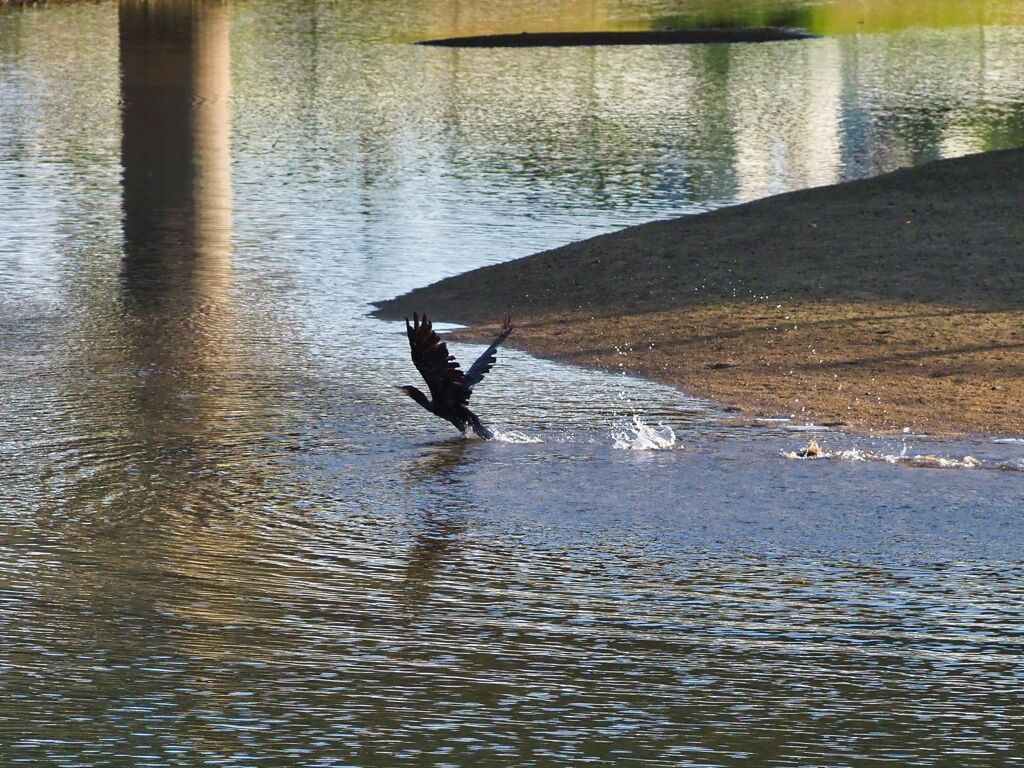 カワウの飛び出し