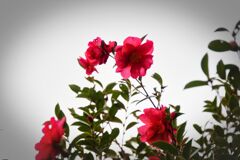 椿花