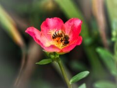 花と蜜蜂