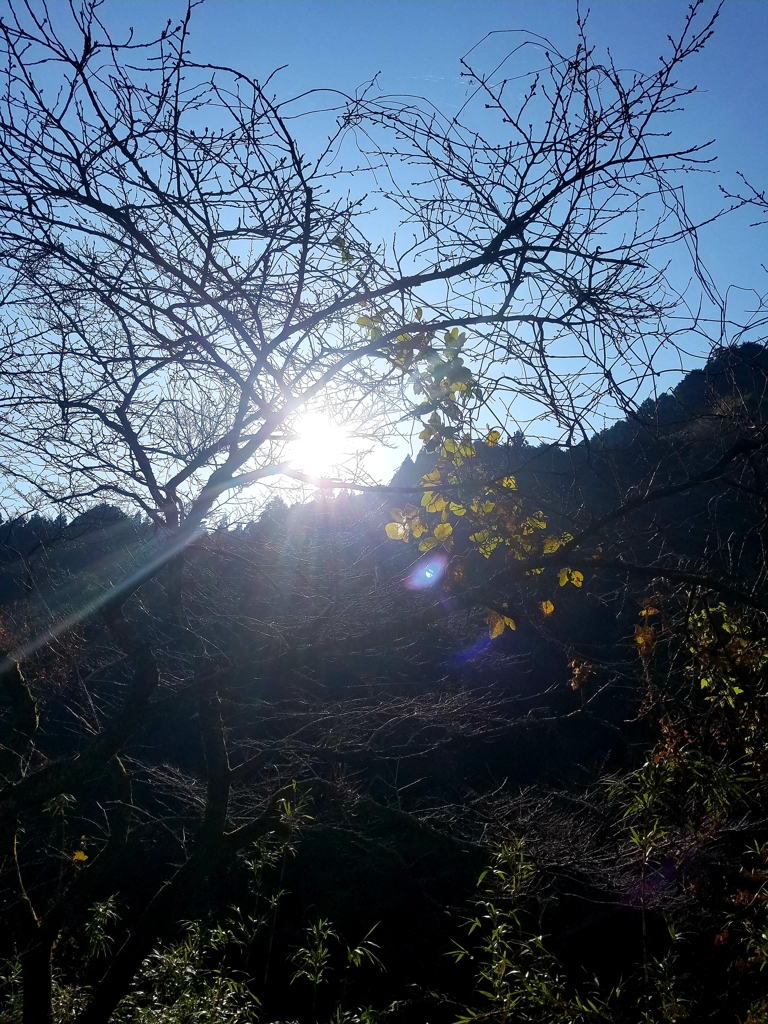 太陽光
