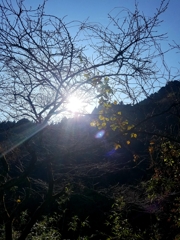 太陽光