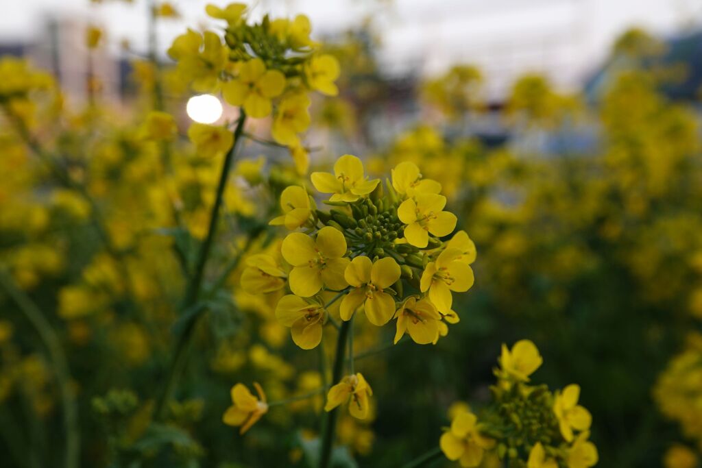 菜の花　外灯