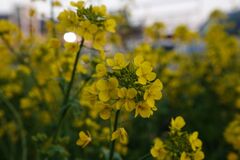 菜の花　外灯