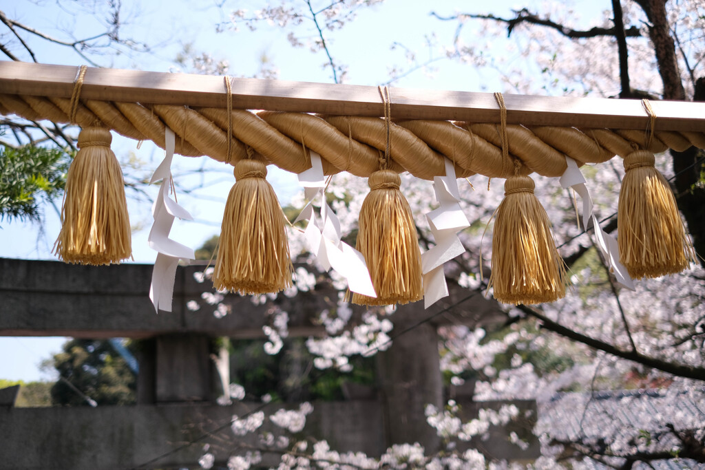 〆縄と桜