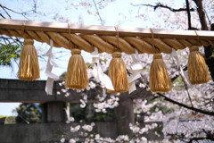 〆縄と桜