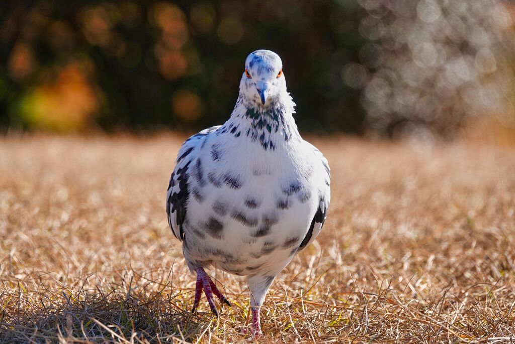 鳩の迫り