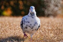 鳩の迫り