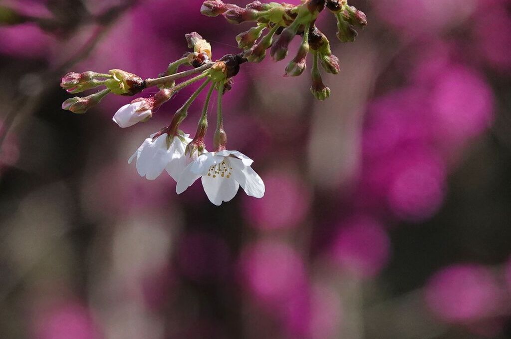 序列開花