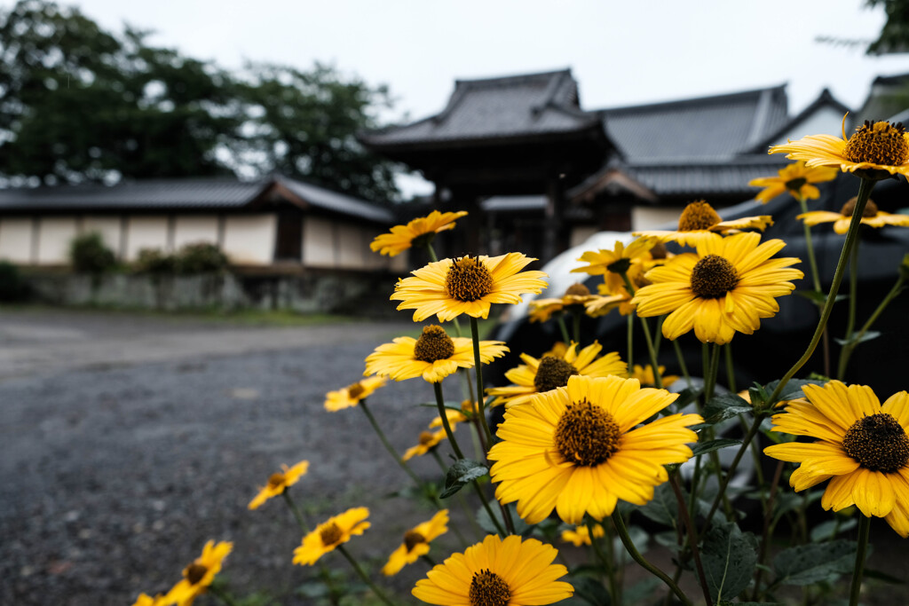 豊後の西院？