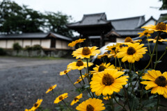 豊後の西院？