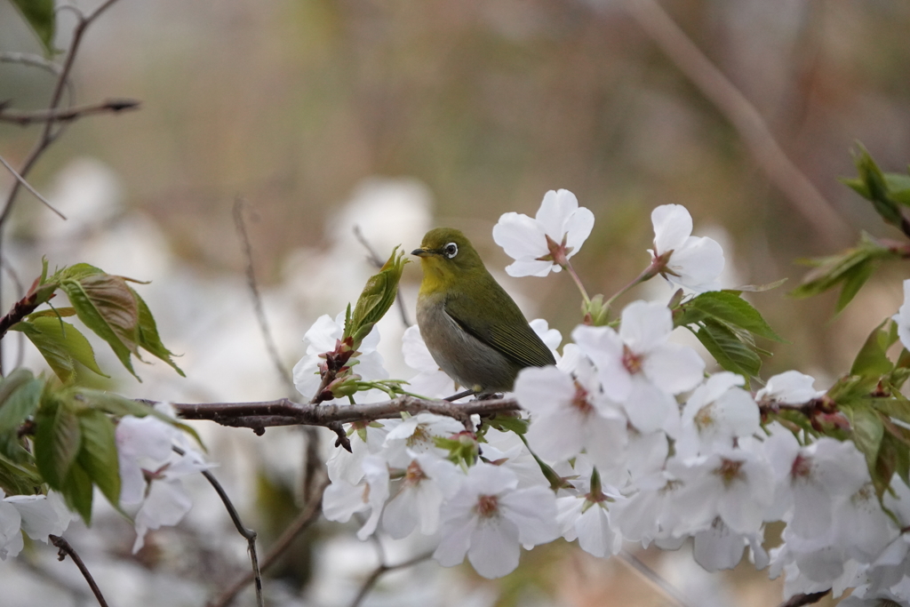 春の鳥撮り