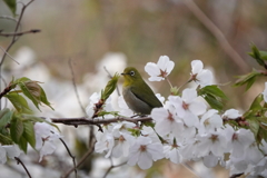 春の鳥撮り